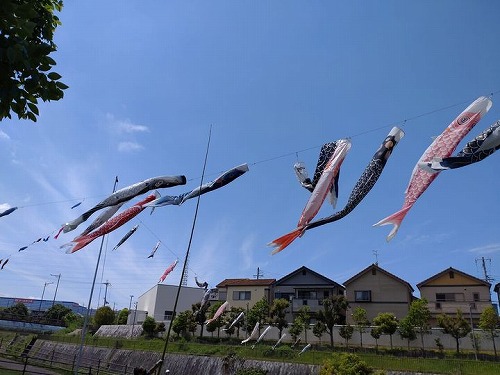 kubokoi